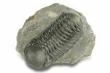 Large, Austerops Trilobite - Visible Eye Facets #255600-2